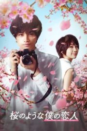 Love Like the Falling Petals izle