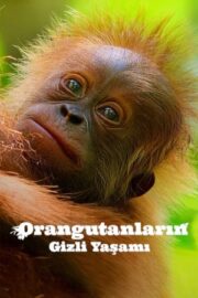 Secret Lives of Orangutans izle